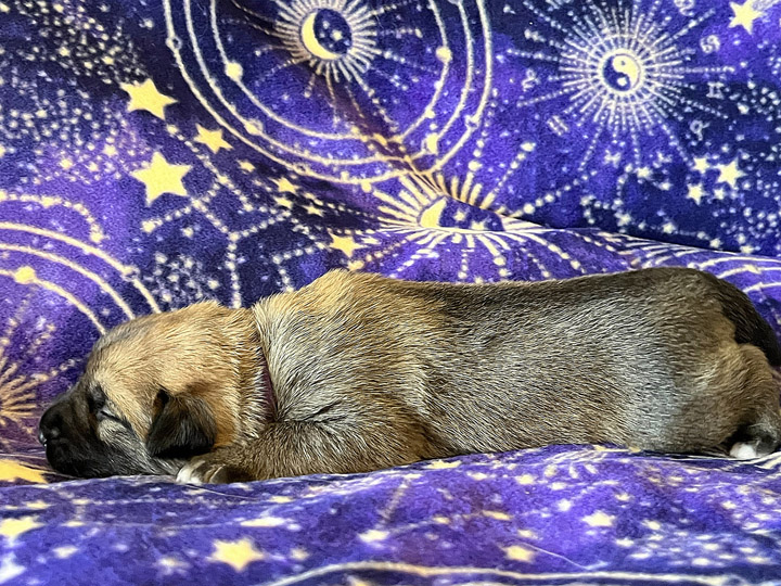 chinook puppy